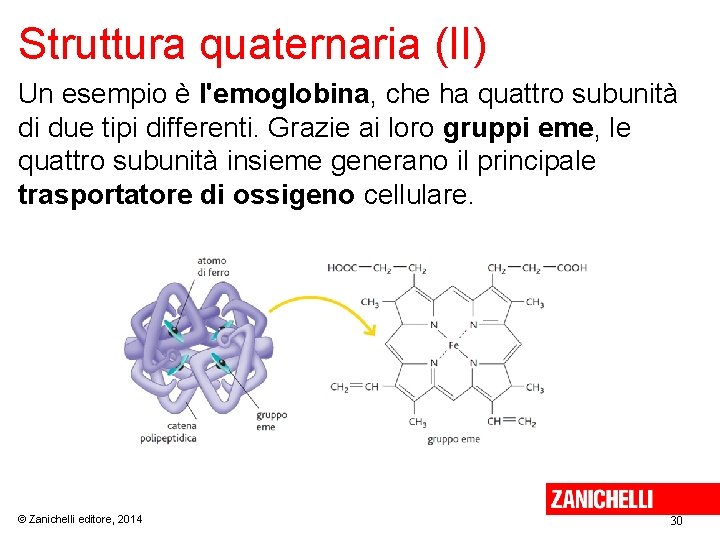 Struttura quaternaria (II) Un esempio è l'emoglobina, che ha quattro subunità di due tipi
