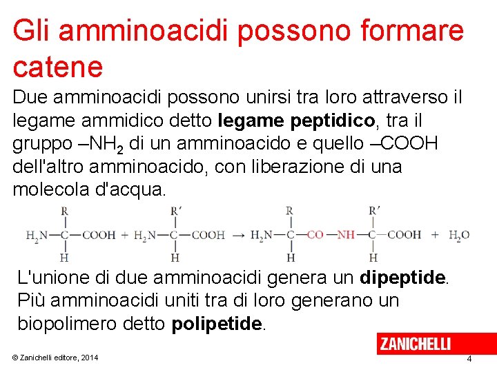 Gli amminoacidi possono formare catene Due amminoacidi possono unirsi tra loro attraverso il legame