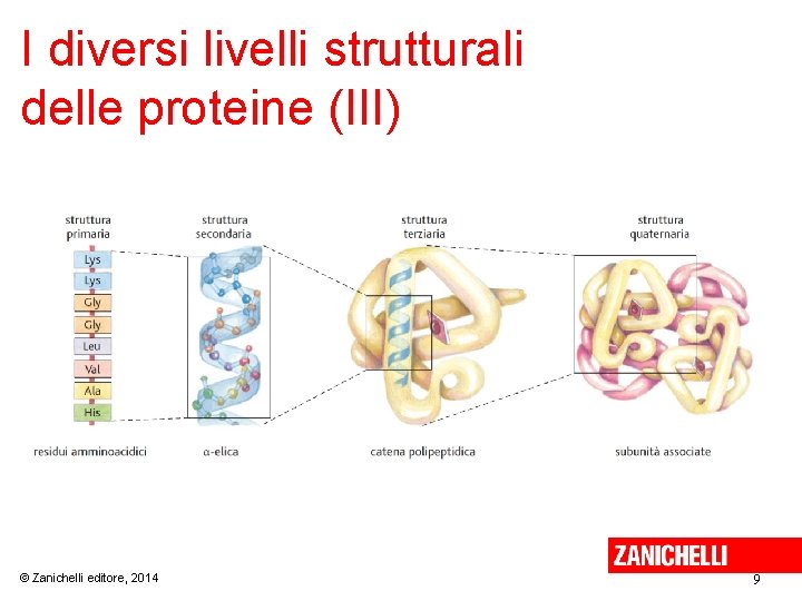 I diversi livelli strutturali delle proteine (III) © Zanichelli editore, 2014 9 