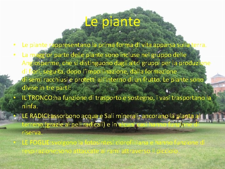 Le piante • Le piante rappresentano la prima forma di vita apparsa sulla terra.