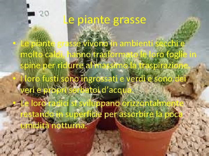 Le piante grasse • Le piante grasse vivono in ambienti secchi e molto caldi,