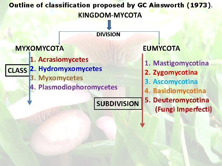 CLASSIFICATION Of FUNGI System Proposed By GC Ainsworth CLASSIFICATION Of FUNGI System Proposed By GC Ainsworth