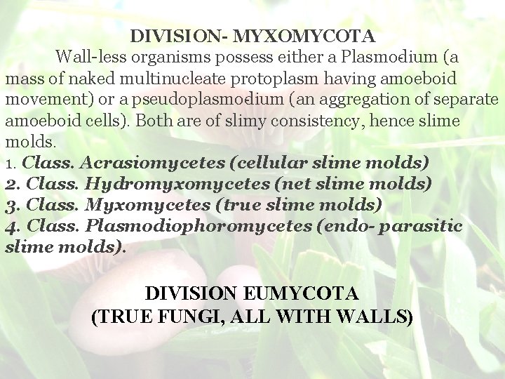 DIVISION- MYXOMYCOTA Wall-less organisms possess either a Plasmo dium (a mass of naked multinucleate