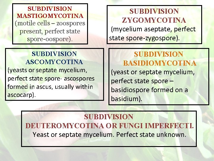 SUBDIVISION MASTIGOMYCOTINA (motile cells – zoospores present, perfect state spore-oospore). SUBDIVISION ASCOMYCOTINA (yeasts or