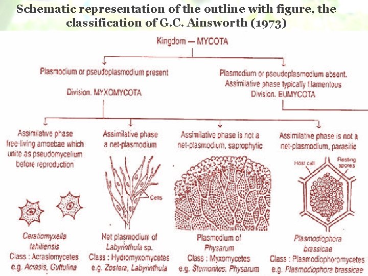 Schematic representation of the outline with figure, the classification of G. C. Ainsworth (1973)