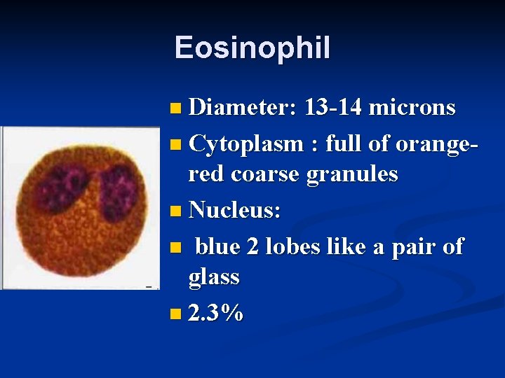 Eosinophil n Diameter: 13 -14 microns n Cytoplasm : full of orange- red coarse