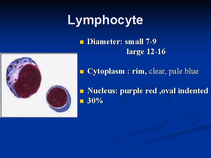 Lymphocyte n Diameter: small 7 -9 large 12 -16 n Cytoplasm : rim, clear,
