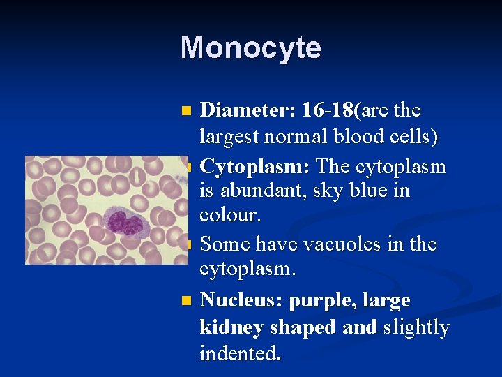 Monocyte Diameter: 16 -18(are the largest normal blood cells) n Cytoplasm: The cytoplasm is