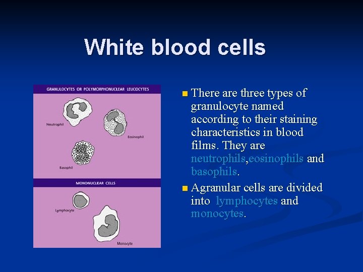 White blood cells n There are three types of granulocyte named according to their