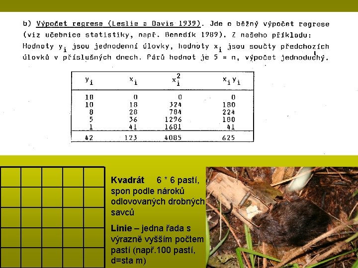 Kvadrát 6 * 6 pastí, spon podle nároků odlovovaných drobných savců Linie – jedna