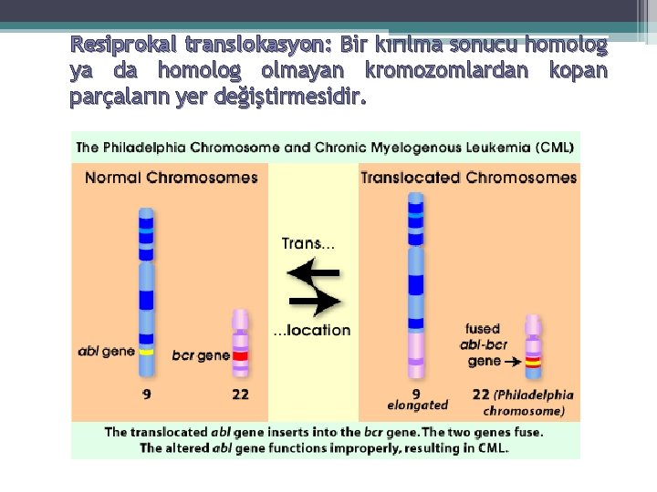 Resiprokal translokasyon: Bir kırılma sonucu homolog ya da homolog olmayan kromozomlardan kopan parçaların yer