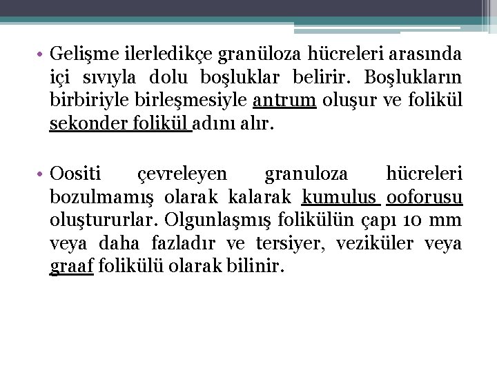  • Gelişme ilerledikçe granüloza hücreleri arasında içi sıvıyla dolu boşluklar belirir. Boşlukların birbiriyle