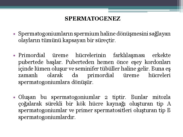 SPERMATOGENEZ • Spermatogoniumların spermium haline dönüşmesini sağlayan olayların tümünü kapsayan bir süreçtir. • Primordial