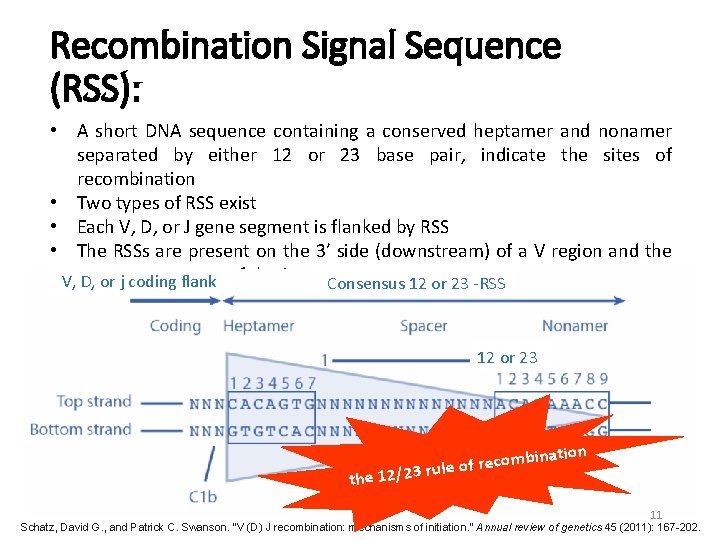 Recombination Signal Sequence (RSS): • A short DNA sequence containing a conserved heptamer and