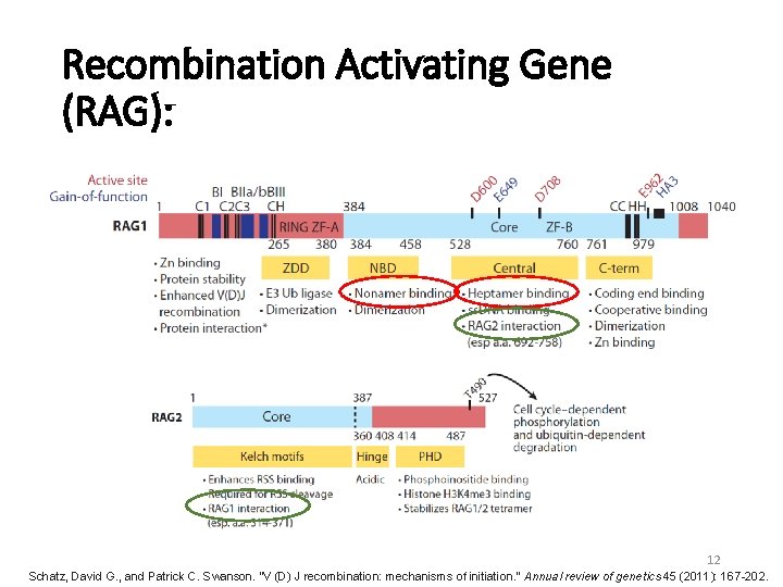 Recombination Activating Gene (RAG): 12 Schatz, David G. , and Patrick C. Swanson. "V