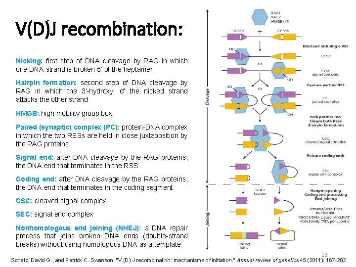 V(D)J recombination: Nicking: first step of DNA cleavage by RAG in which one DNA