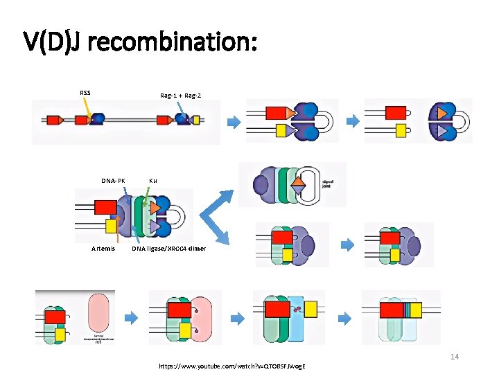 V(D)J recombination: RSS Rag-1 + Rag-2 DNA-PK Artemis Ku DNA ligase/XRCC 4 dimer https: