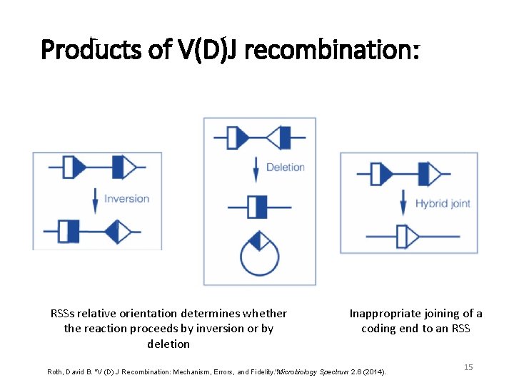 Products of V(D)J recombination: RSSs relative orientation determines whether the reaction proceeds by inversion