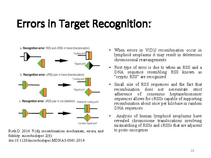 Errors in Target Recognition: • When errors in V(D)J recombination occur in lymphoid neoplasms