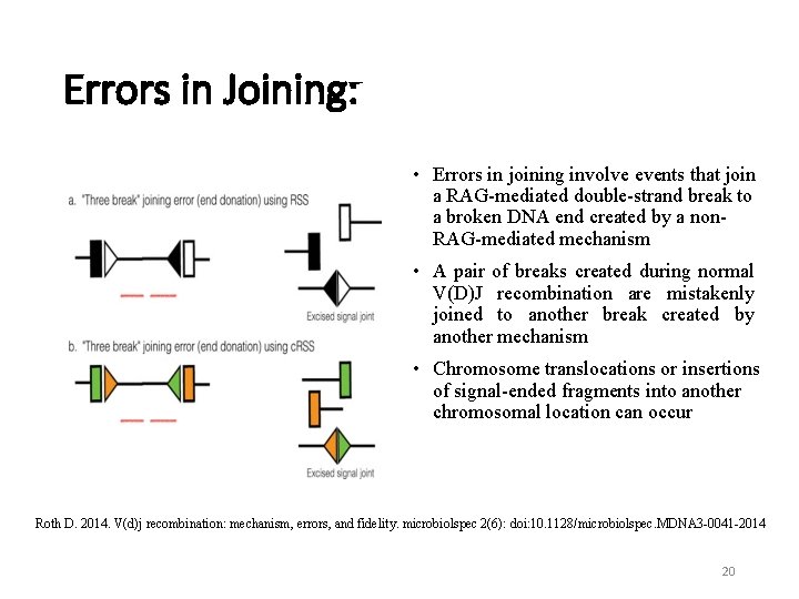 Errors in Joining: • Errors in joining involve events that join a RAG-mediated double-strand