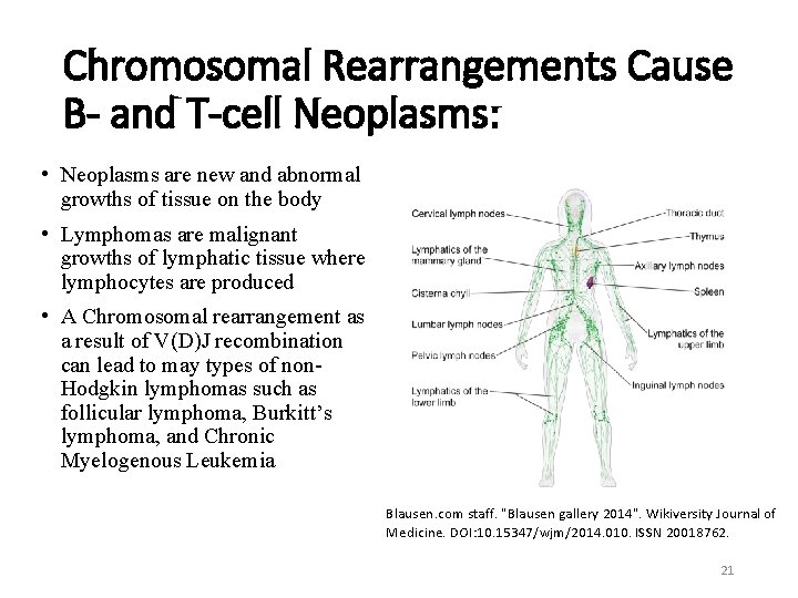 Chromosomal Rearrangements Cause B- and T-cell Neoplasms: • Neoplasms are new and abnormal growths