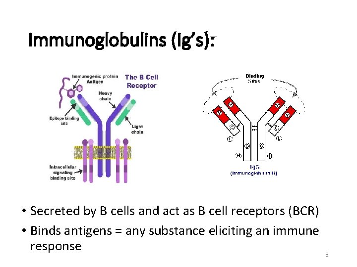 Immunoglobulins (Ig’s): • Secreted by B cells and act as B cell receptors (BCR)