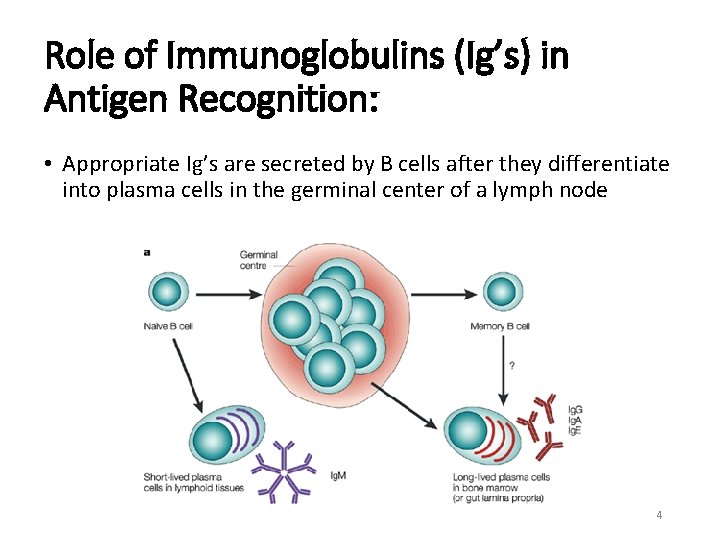 Role of Immunoglobulins (Ig’s) in Antigen Recognition: • Appropriate Ig’s are secreted by B