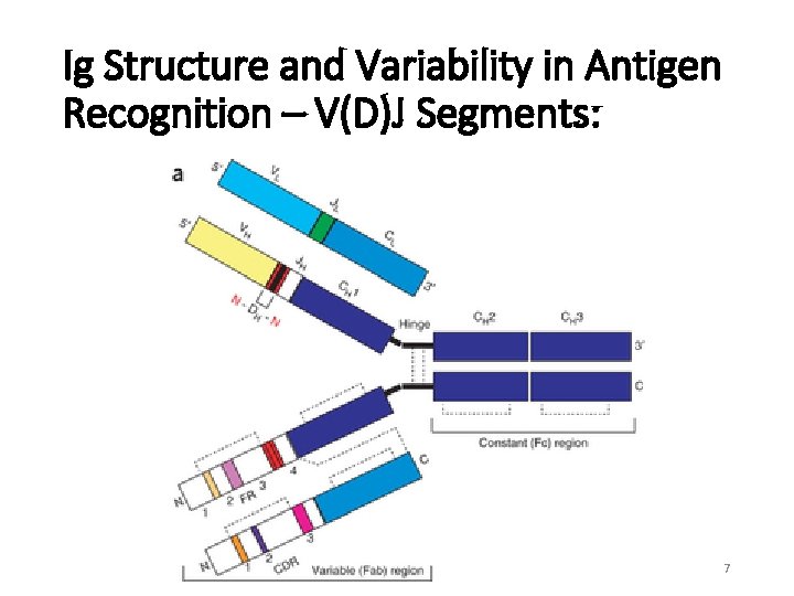 Ig Structure and Variability in Antigen Recognition – V(D)J Segments: 7 