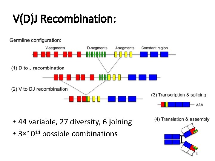 V(D)J Recombination: • 44 variable, 27 diversity, 6 joining • 3× 1011 possible combinations