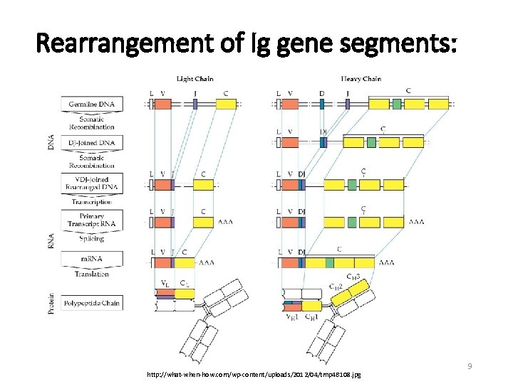 Rearrangement of Ig gene segments: http: //what-when-how. com/wp-content/uploads/2012/04/tmp 4 B 108. jpg 9 