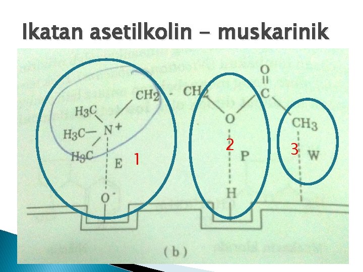 Ikatan asetilkolin - muskarinik 1 2 3 