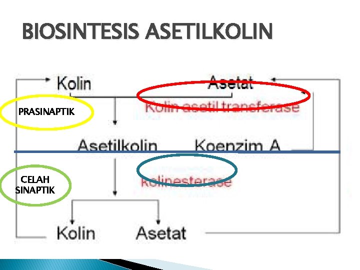 BIOSINTESIS ASETILKOLIN PRASINAPTIK CELAH SINAPTIK 