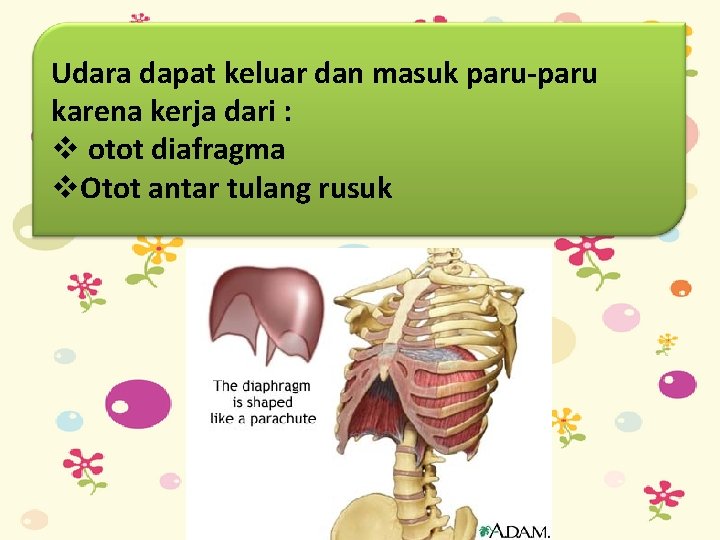 Udara dapat keluar dan masuk paru-paru karena kerja dari : v otot diafragma v.