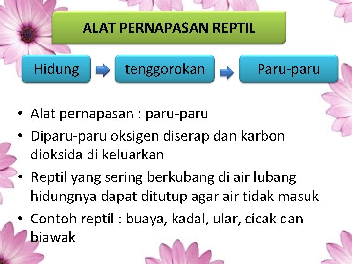 ALAT PERNAPASAN REPTIL Hidung tenggorokan Paru-paru • Alat pernapasan : paru-paru • Diparu-paru oksigen