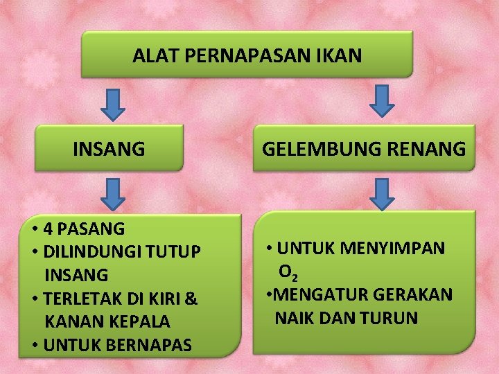 ALAT PERNAPASAN IKAN INSANG • 4 PASANG • DILINDUNGI TUTUP INSANG • TERLETAK DI