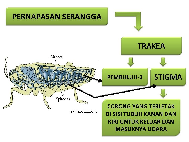 PERNAPASAN SERANGGA TRAKEA PEMBULUH-2 STIGMA CORONG YANG TERLETAK DI SISI TUBUH KANAN DAN KIRI