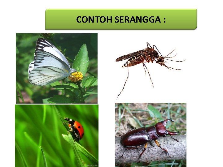 CONTOH SERANGGA : 