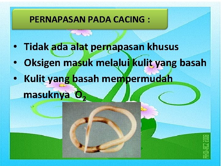 PERNAPASAN PADA CACING : • Tidak ada alat pernapasan khusus • Oksigen masuk melalui