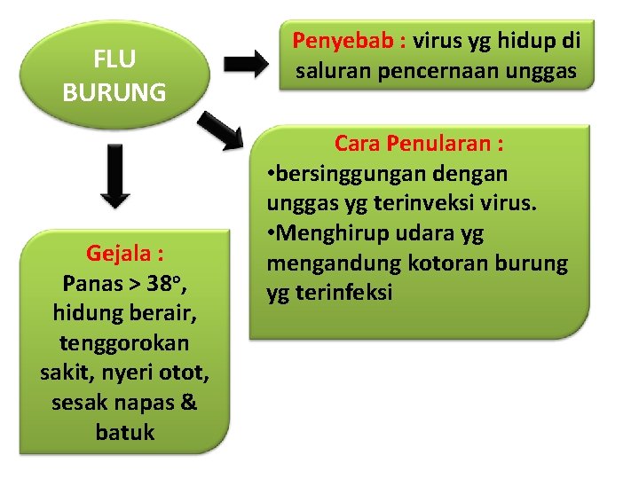 FLU BURUNG Gejala : Panas > 38 o, hidung berair, tenggorokan sakit, nyeri otot,