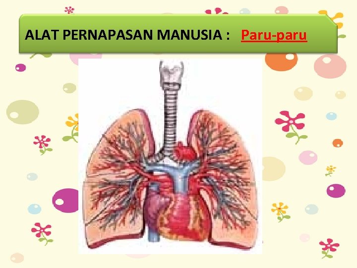 ALAT PERNAPASAN MANUSIA : Paru-paru 