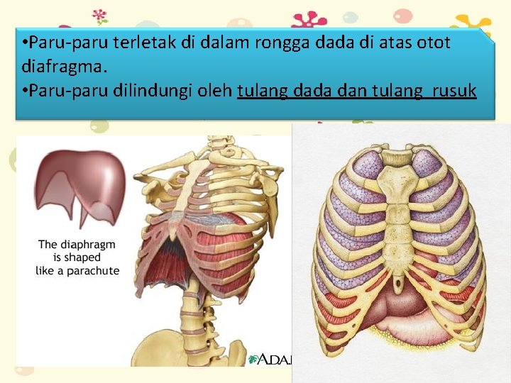  • Paru-paru terletak di dalam rongga dada di atas otot diafragma. • Paru-paru