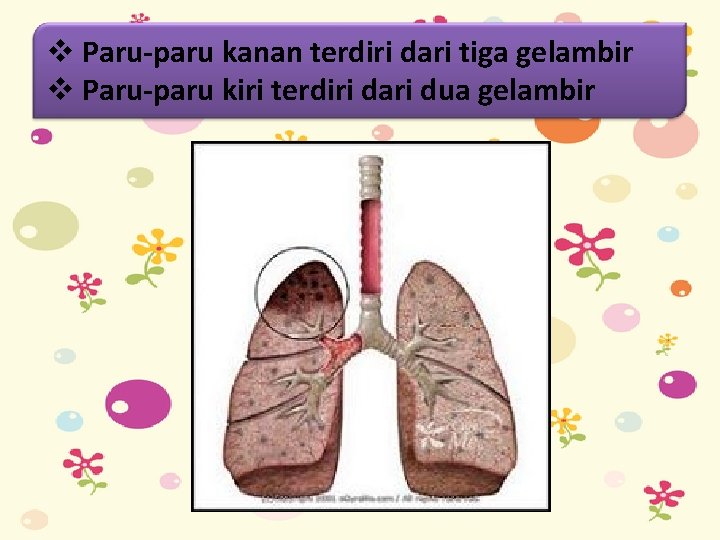 v Paru-paru kanan terdiri dari tiga gelambir v Paru-paru kiri terdiri dari dua gelambir