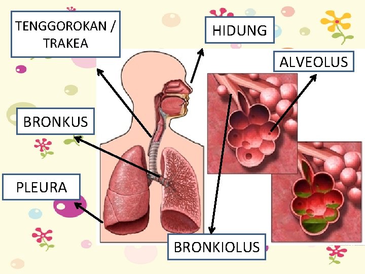 TENGGOROKAN / TRAKEA HIDUNG ALVEOLUS BRONKUS PLEURA BRONKIOLUS 