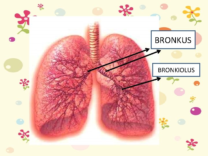 BRONKUS BRONKIOLUS 