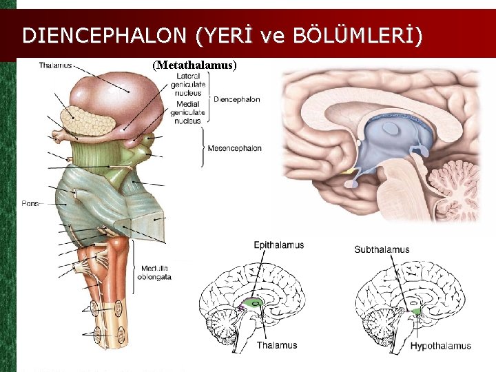 DIENCEPHALON (YERİ ve BÖLÜMLERİ) (Metathalamus) 