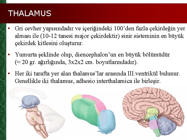 THALAMUS • Gri cevher yapısındadır ve içeriğindeki 100’den fazla çekirdeğin yer alması ile (10