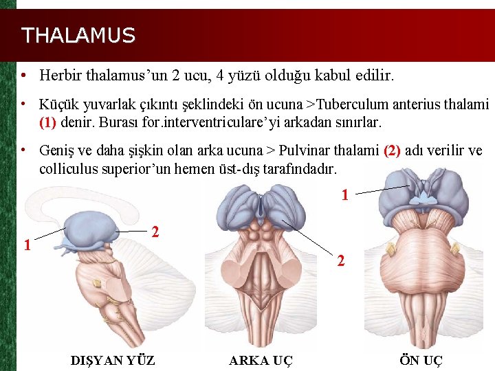 THALAMUS • Herbir thalamus’un 2 ucu, 4 yüzü olduğu kabul edilir. • Küçük yuvarlak