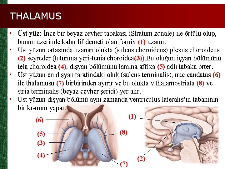 THALAMUS • Üst yüz: İnce bir beyaz cevher tabakası (Stratum zonale) ile örtülü olup,