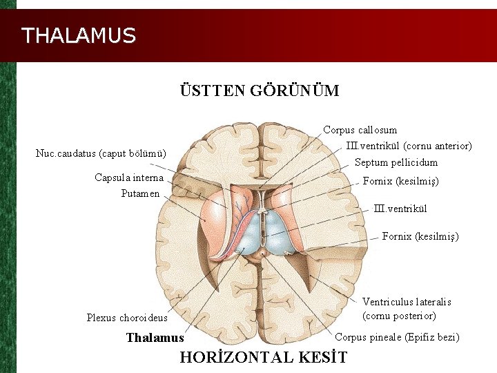 THALAMUS ÜSTTEN GÖRÜNÜM Corpus callosum III. ventrikül (cornu anterior) Septum pellicidum Nuc. caudatus (caput