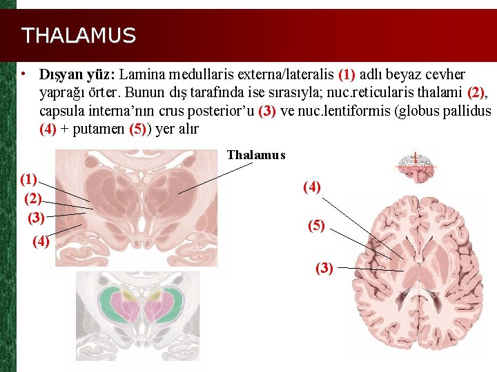 THALAMUS • Dışyan yüz: Lamina medullaris externa/lateralis (1) adlı beyaz cevher yaprağı örter. Bunun